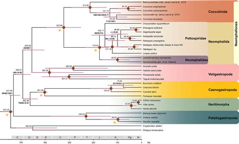 bmyc12|Phylogeny of .